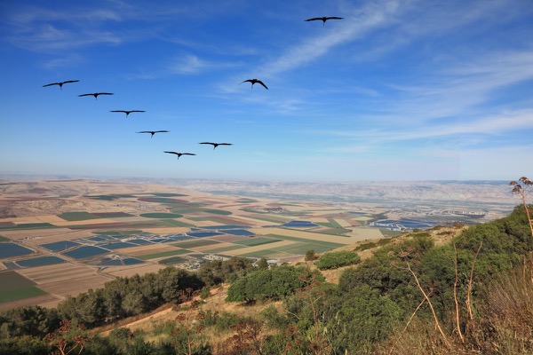 Mount Gilboa Iris Flowers Spring Israel